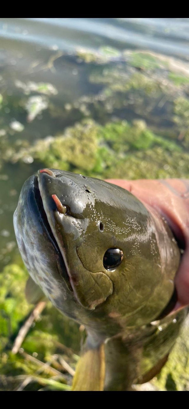 Mastering the Art of Differentiating Between Bowfin and Snakehead ...